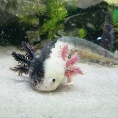 an animal that is laying down on the ground next to some plants and water in front of it