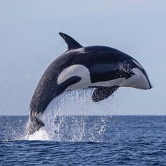 an orca jumping out of the water