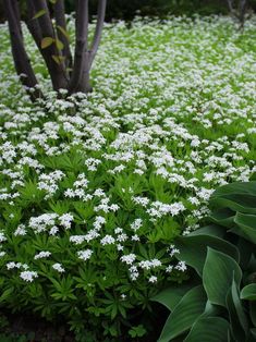 white flowers are growing in the grass next to trees