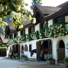 a horse that is standing in front of a building with flowers growing on it's windows