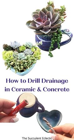 the cover of how to drill drainage in ceramic and concrete, with succulents