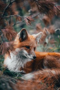 a close up of a fox laying in the grass