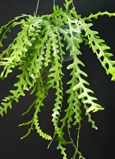 a green plant hanging from a wire in front of a black wall with white trim