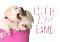 Dog Cuddles, Names For Girls, Puppies Tips