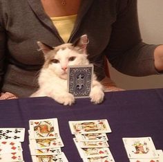 a white cat sitting at a table with playing cards