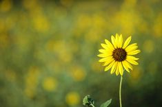 a single sunflower in front of a green field with yellow flowers on the other side