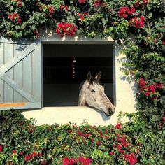 a horse sticking its head out of a window in a wall covered with red flowers