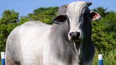 a cow is standing in the grass near some blue posts and trees, with its head turned toward the camera