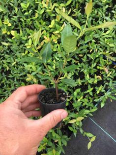 a hand holding a small tree in front of some bushes and plants on the ground