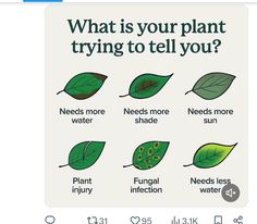 a cell phone screen with an image of leaves and the words what is your plant trying to tell you?