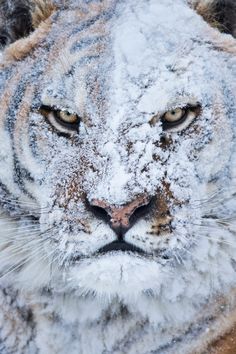 an instagram photo of a white tiger with snow all over it's face