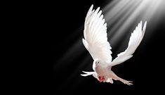 a white bird flying in the air with its wings spread out and sunlight coming through