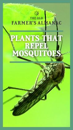 a mosquito with the words, plants that repel mosquitoes