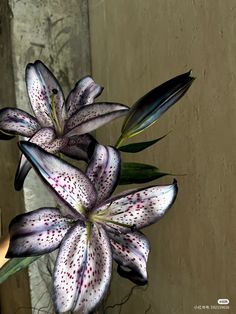 a close up of a flower near a wall