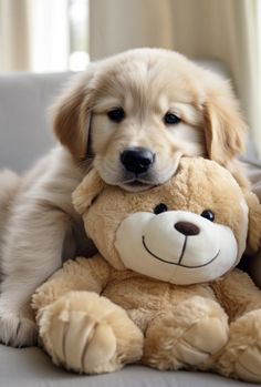 a puppy sitting on a couch with a teddy bear