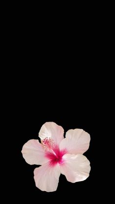 Flower Background Iphone, Wallpaper Iphone Neon, Simple Phone Wallpapers, Simple Iphone Wallpaper