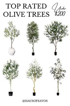 the olive trees are on sale for $ 20, and it's up to $ 25