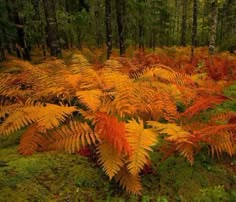 a forest filled with lots of green and orange plants