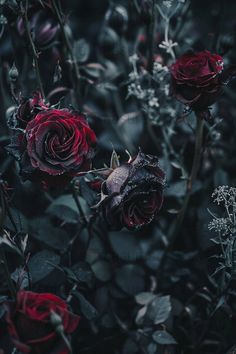 some red roses are growing in the dark