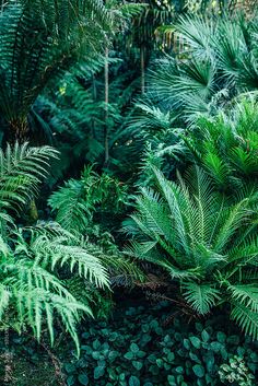 many different types of plants and trees in the woods with green leaves on them, including ferns