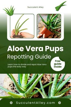 A guide on repotting aloe vera pups, featuring images of plant division and a repotting demonstration.