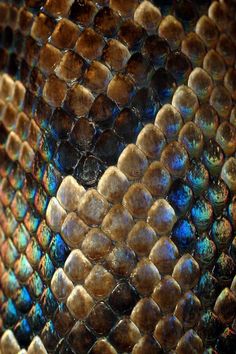 close up view of the skin of a snake's head with blue and brown colors