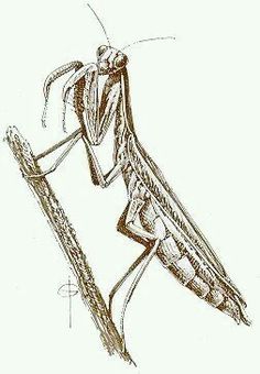 a drawing of a praying mantissa