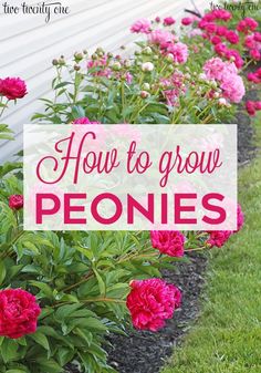 how to grow peonies in the garden with text overlay that reads, how to grow peonies