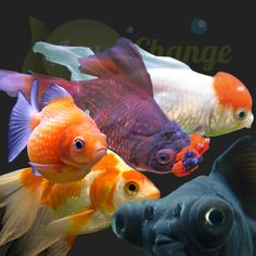 three different colored fish in an aquarium with the word change on it's side