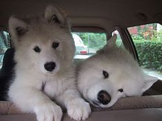 two white dogs sitting in the back seat of a car with their heads resting on each other