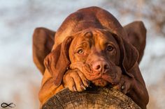 a dog is holding on to a tree stump