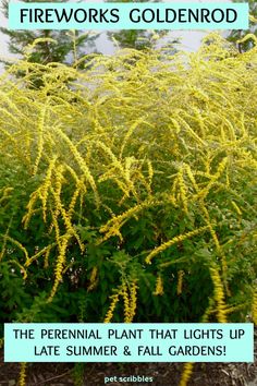 the perennial plant that lights up late summer and fall gardens firework's goldenrod