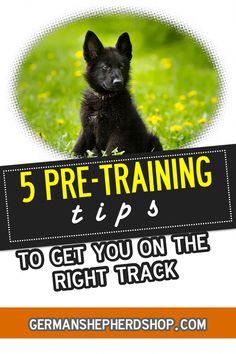 a black puppy sitting on top of a green field with the words 5 pre - training tips to get you on the right track