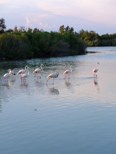 a group of flamingos standing in the water near some trees and bushes on the shore