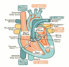 an image of the human heart with labels on each side and words below it that say, from body to body