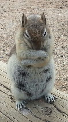 a squirrel sitting on top of a wooden bench