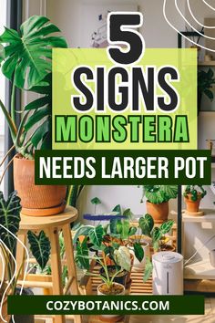 a room filled with potted plants and the words 5 signs monstera needs larger pot