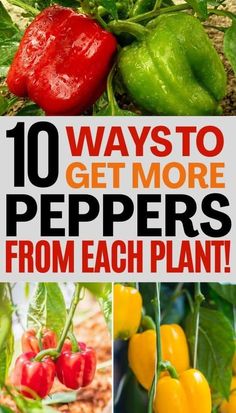 peppers growing in the garden with text overlay that reads 10 ways to get more peppers from each plant