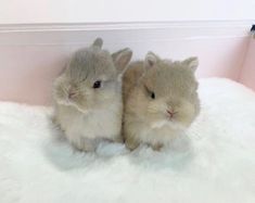 two small rabbits sitting next to each other on top of a white carpeted floor