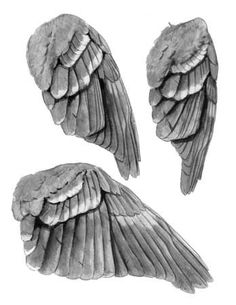 three different angles of wings on a white background, each with one wing folded in the same direction