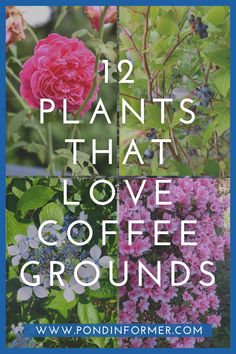 flowers and plants with the words 12 plants that love coffee grounds on top of them