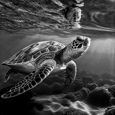 a black and white photo of a turtle swimming in the ocean