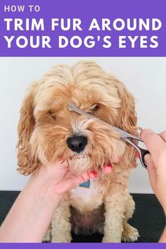 a person cutting their dog's hair with scissors on top of the image and text overlay that reads how to trim fur around your dog's eyes