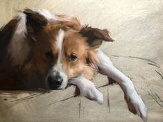 a brown and white dog laying down on top of a wooden floor next to a wall