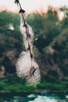 some white stuff hanging from a tree branch