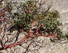 a tree with red leaves in the desert