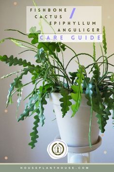 a potted plant sitting on top of a table with text overlaying it