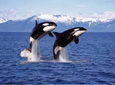 physical features of Arctic Ocean. Breaching Whale, South American Rainforest, Whale Facts, Whale Species, Shark Bait, Sea Mammal, Arctic Sea, Shark Diving, Shark Swimming