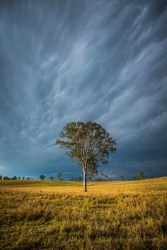 a lone tree in the middle of a field under a cloudy sky with dark clouds