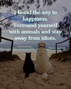 two dogs sitting on the beach with an ocean in the background and a quote about happiness